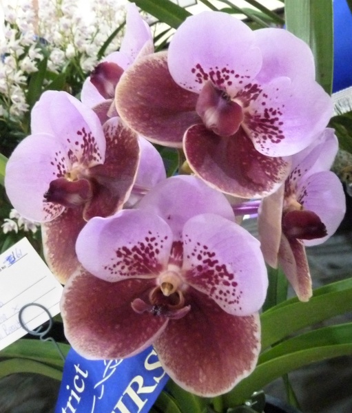 sanderiana x Pimchai Beauty