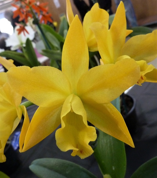 Ctt. Little Fairy 'Moon beam'.JPG