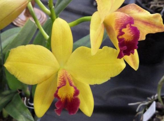 Mine Gold "Orchid Center"