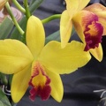 Mine Gold "Orchid Center"