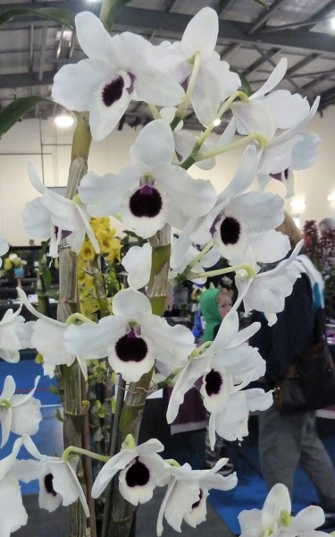 Den. Yukidaruma (Den. Shiranami x Den. Pinocchio) 'Queen'.JPG