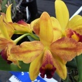 Mine Gold "Orchid Center"