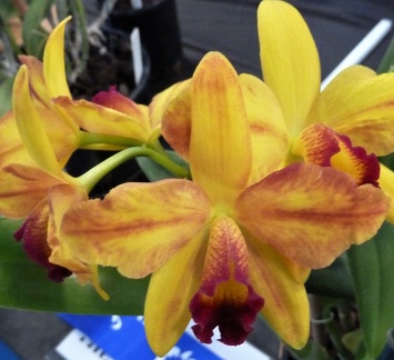 Mine Gold "Orchid Center"