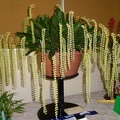 Dendrochilum [Ddc.] cobbianum 'Golden Chain'.JPG