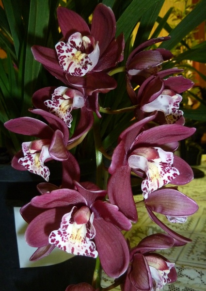 (Cym. Ruby Eyes x Cym. Red Baron).JPG