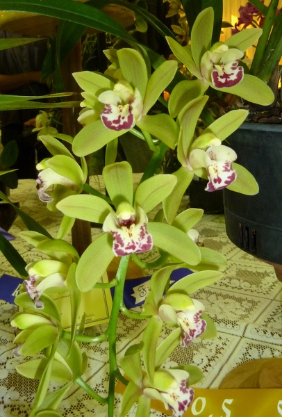 Cym. Orchid Conference 'Green Cascade'.JPG
