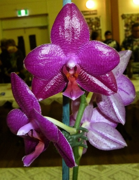 (Phal. Zheng Min Eohippus x Phal. Mituo Sun) (2).JPG