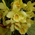 Den. Gold Star 'Orange Royal'.JPG