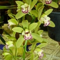 Orchid Conference "Green Cascade"