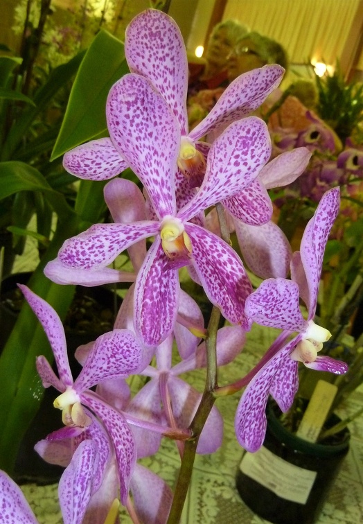 Ascda. Yip Sum Wah x Acp. rigida