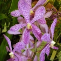 Ascda. Yip Sum Wah x Acp. rigida