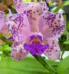 amethystoglossa "Jaguar"