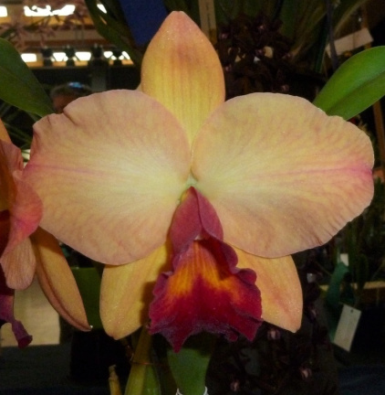 C. Tangerine Jewel x Rlc. Glenn Maidment