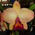 C. Tangerine Jewel x Rlc. Glenn Maidment