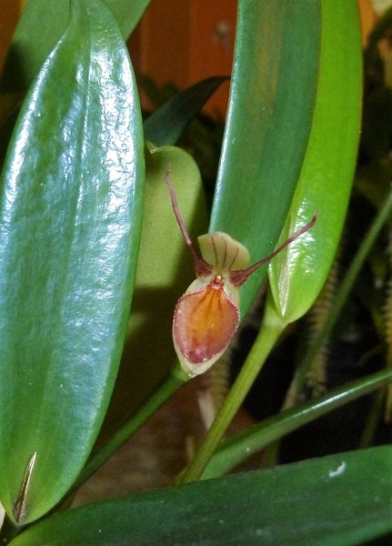 Pleurothallis (Pths.) hemirhoda.JPG