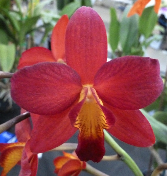 C. Precious Jewel x Ctt. Rojo.JPG