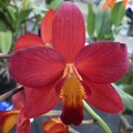 C. Precious Jewel x Ctt. Rojo