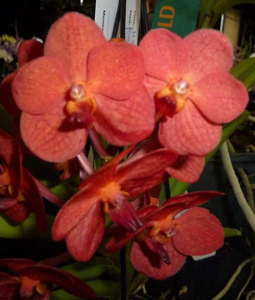 Ascda. Boonyarit Little Flame.JPG