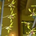 Den. Fraser's Sulphur Dragon.JPG