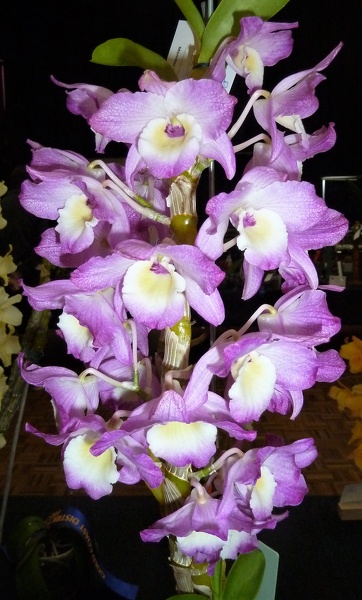 Den. Fivedock Fire x Den. Sailor Boy.JPG