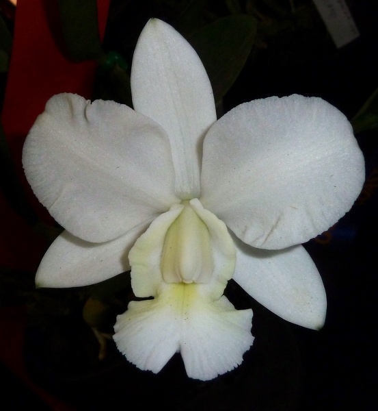 C. walkeriana 'Deborah'.JPG