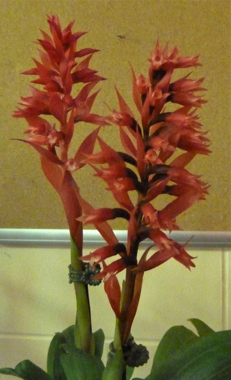 speciosum