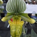 Paph. venustum var. measuresianum..JPG