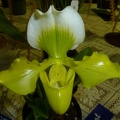 Paph. Greenville..JPG