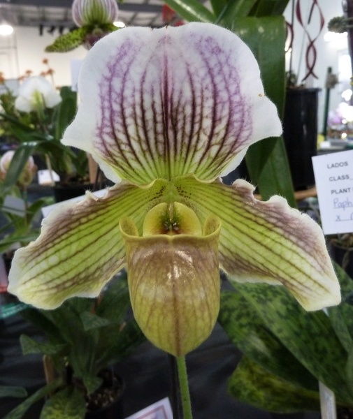 Paph. Fairly Sauced (Paph. Sorcerer's Stone x Paph. fairrieanum).JPG