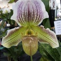 Paph. Fairly Sauced (Paph. Sorcerer's Stone x Paph. fairrieanum).JPG