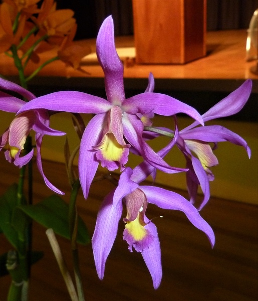 L. superbiens x C. angereri.JPG