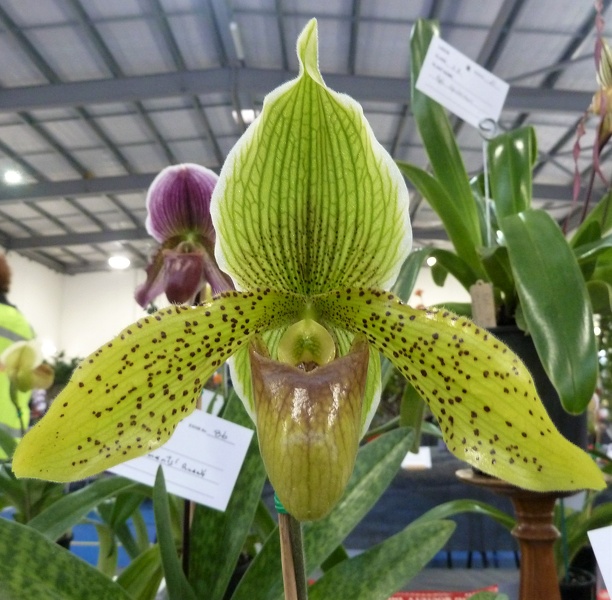 Paph. Kepnock Gold 'Nelson'.JPG