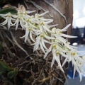 Den. linguiforme var. nugentii.JPG