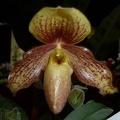 Paph. Tinicum (Paph. glaucophyllum x Paph. concolor).JPG