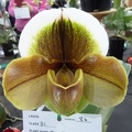 Paph. Memoria Barbara Francis  'No 2'.JPG