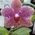 Phal. Red Gem.JPG