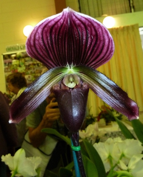 Paph. Hsinying Larry x Paph. Hsinying Yahoo.JPG