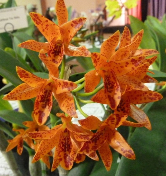 Gur. aurantiaca..JPG