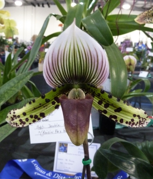 Paph. Double Glory x (Paph. Raisin Pie x Paph. Pacific Magic).JPG