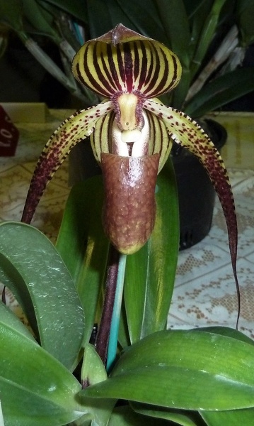 Paph. Yang-Ji Diamond.JPG