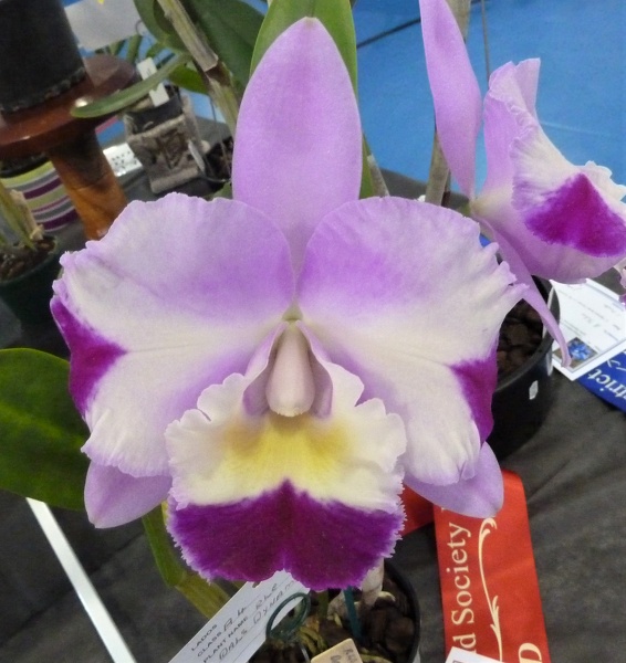 Rlc. Dal's Dynamite.JPG