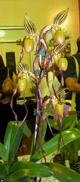 Paph. La Retraite.JPG