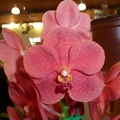 Ascda. Boonyarit Red  'Thai Ruby'.JPG