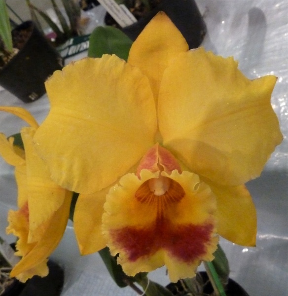 C. Persepolis x Rlc. Waikiki Sunset