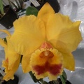 C. Persepolis x Rlc. Waikiki Sunset.JPG