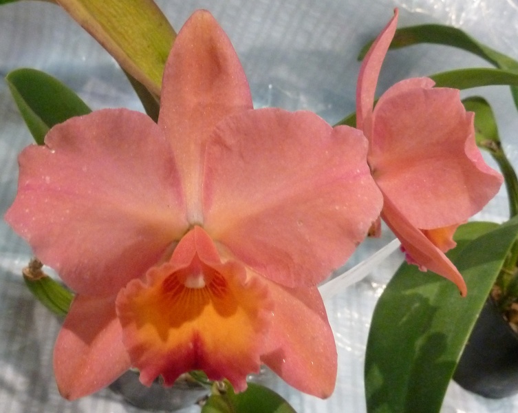 C. Royal Beau 'Brittney'.JPG