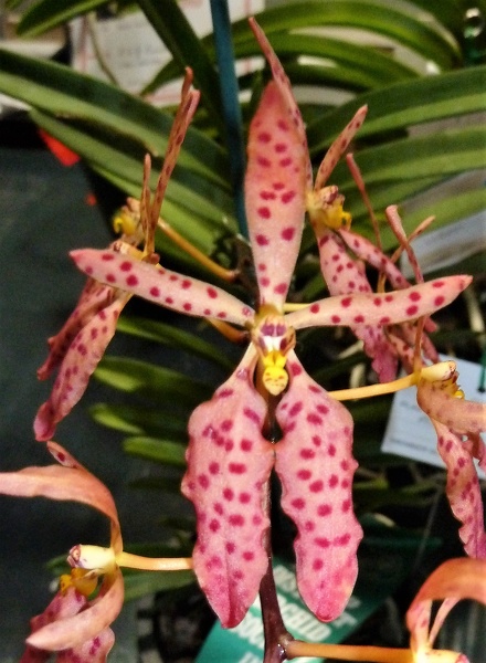 Ren. Amayani (Ren. monachica x Ren. citrina).JPG