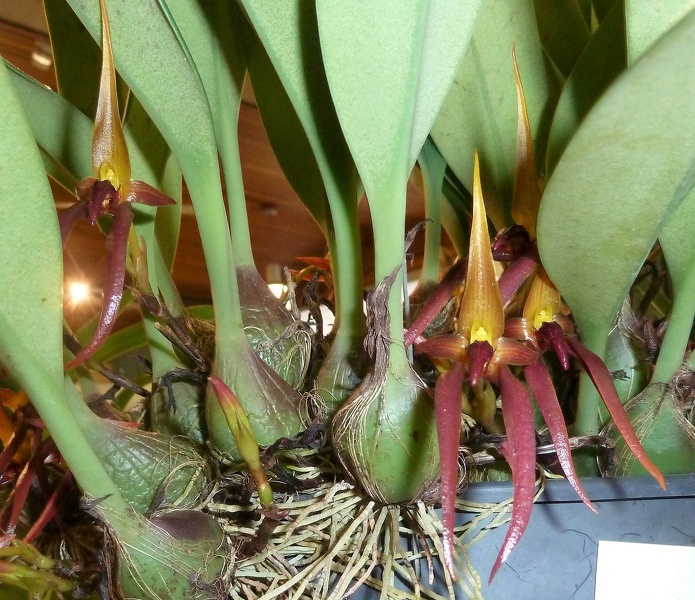 Bulb. basisetum.JPG