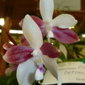 Phal. tetraspis.JPG