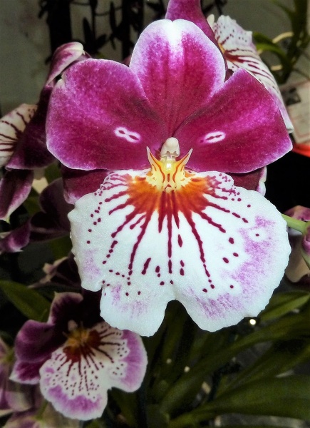 Miltoniopsis [Mps.] Breathless 'Brilliant'.JPG